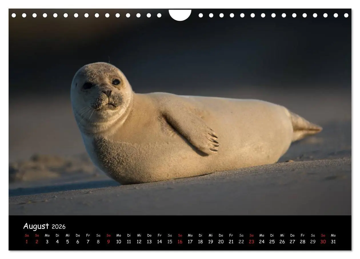 Bild: 9783516239294 | Robben auf Helgoland 2026 (Wandkalender 2026 DIN A4 quer), CALVENDO...