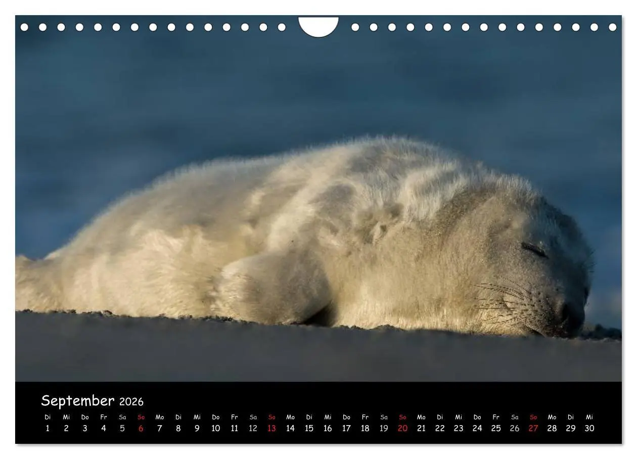 Bild: 9783516239294 | Robben auf Helgoland 2026 (Wandkalender 2026 DIN A4 quer), CALVENDO...