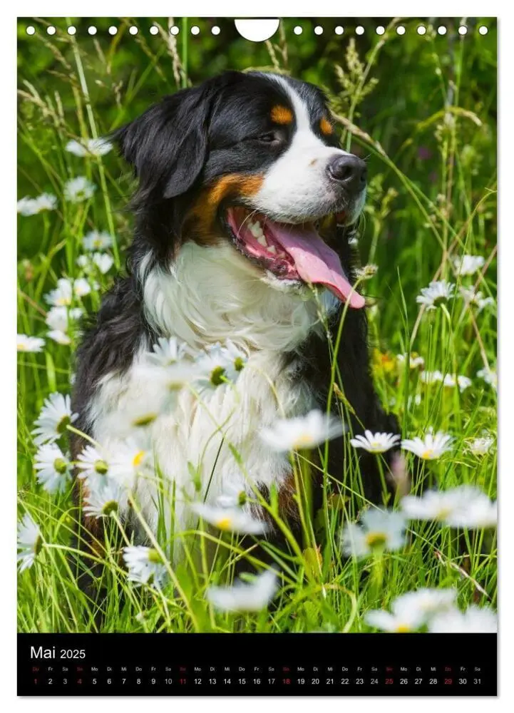 Bild: 9783457069394 | Berner Sennenhund 2025 (Wandkalender 2025 DIN A4 hoch), CALVENDO...