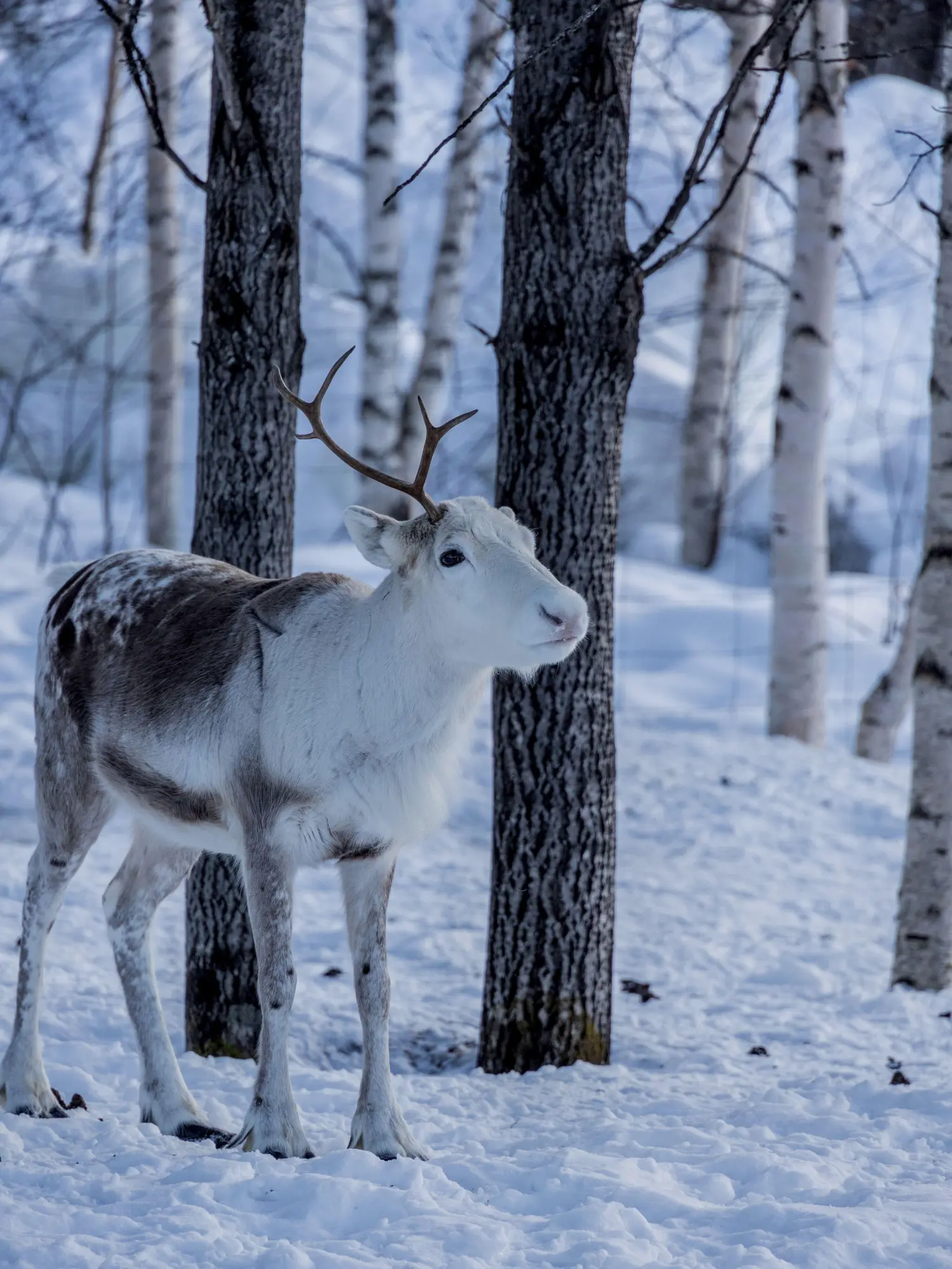 Bild: 9783959619394 | Weihnachtszeit in Lappland | Annika Rask | Buch | 224 S. | Deutsch
