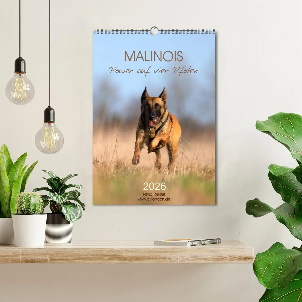 Bild: 9783516379594 | Malinois Power auf vier Pfoten (Wandkalender 2026 DIN A3 hoch),...