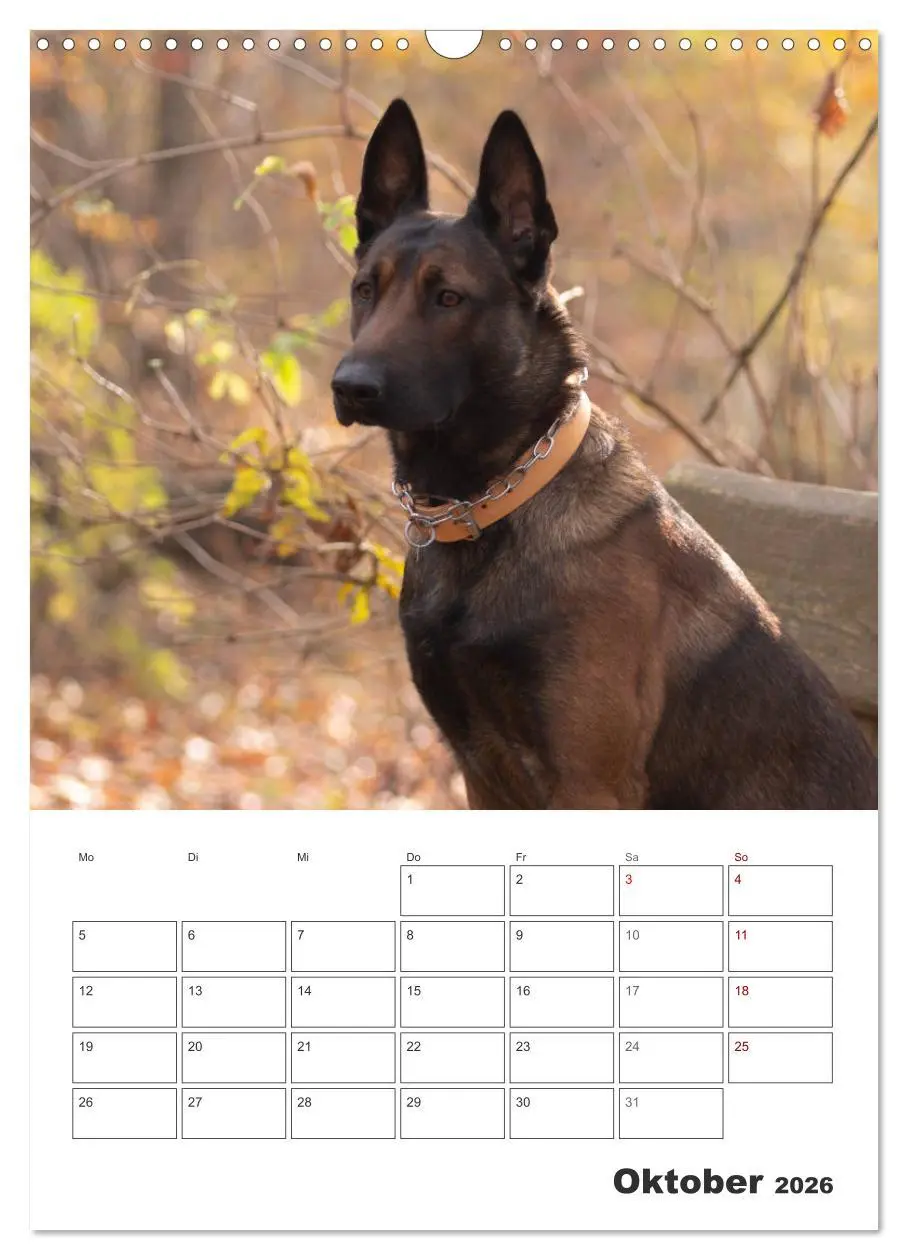 Bild: 9783516379594 | Malinois Power auf vier Pfoten (Wandkalender 2026 DIN A3 hoch),...