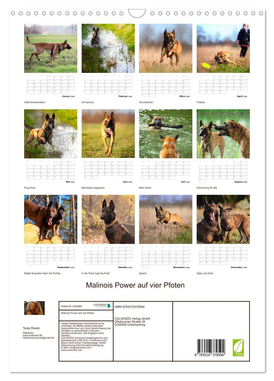 Bild: 9783516379594 | Malinois Power auf vier Pfoten (Wandkalender 2026 DIN A3 hoch),...