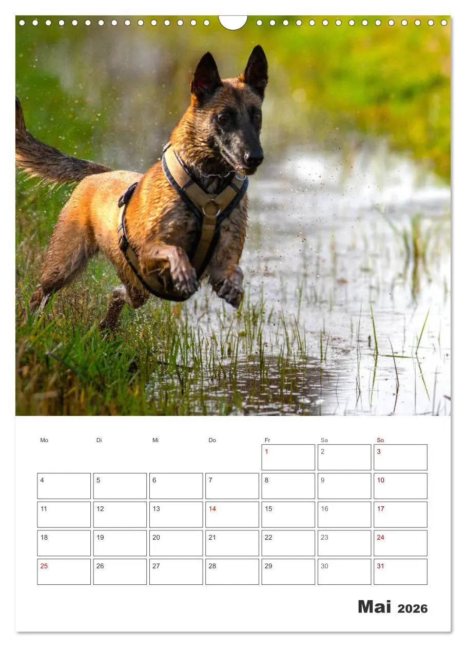 Bild: 9783516379594 | Malinois Power auf vier Pfoten (Wandkalender 2026 DIN A3 hoch),...
