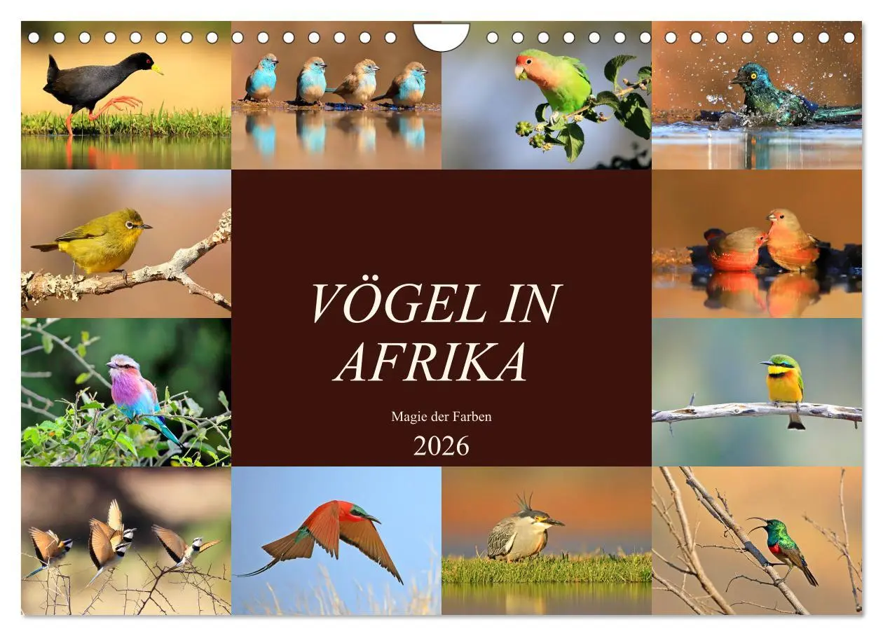 Cover: 9783516129694 | Vögel in Afrika - Magie der Farben (Wandkalender 2026 DIN A4 quer),...