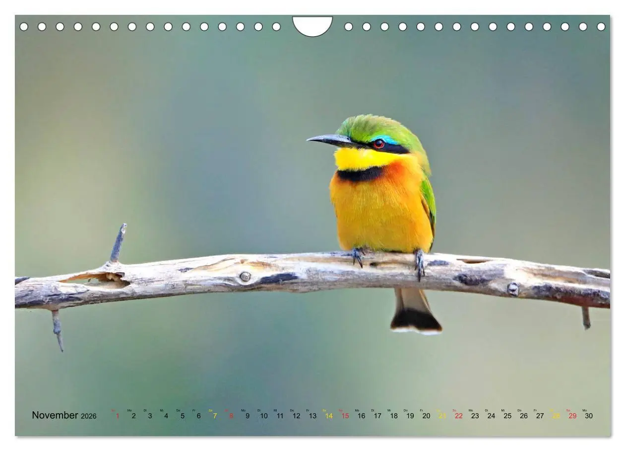 Bild: 9783516129694 | Vögel in Afrika - Magie der Farben (Wandkalender 2026 DIN A4 quer),...