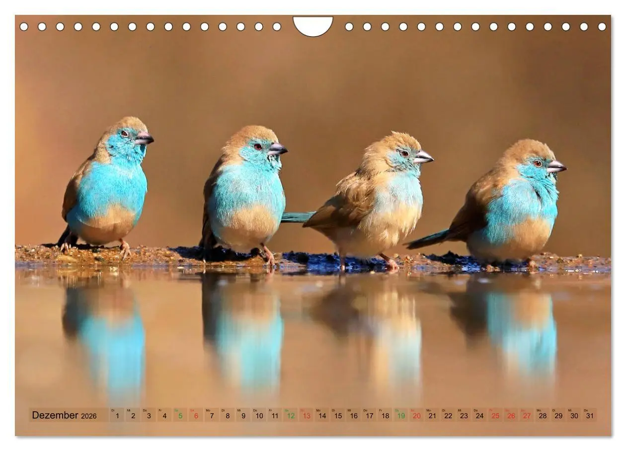 Bild: 9783516129694 | Vögel in Afrika - Magie der Farben (Wandkalender 2026 DIN A4 quer),...