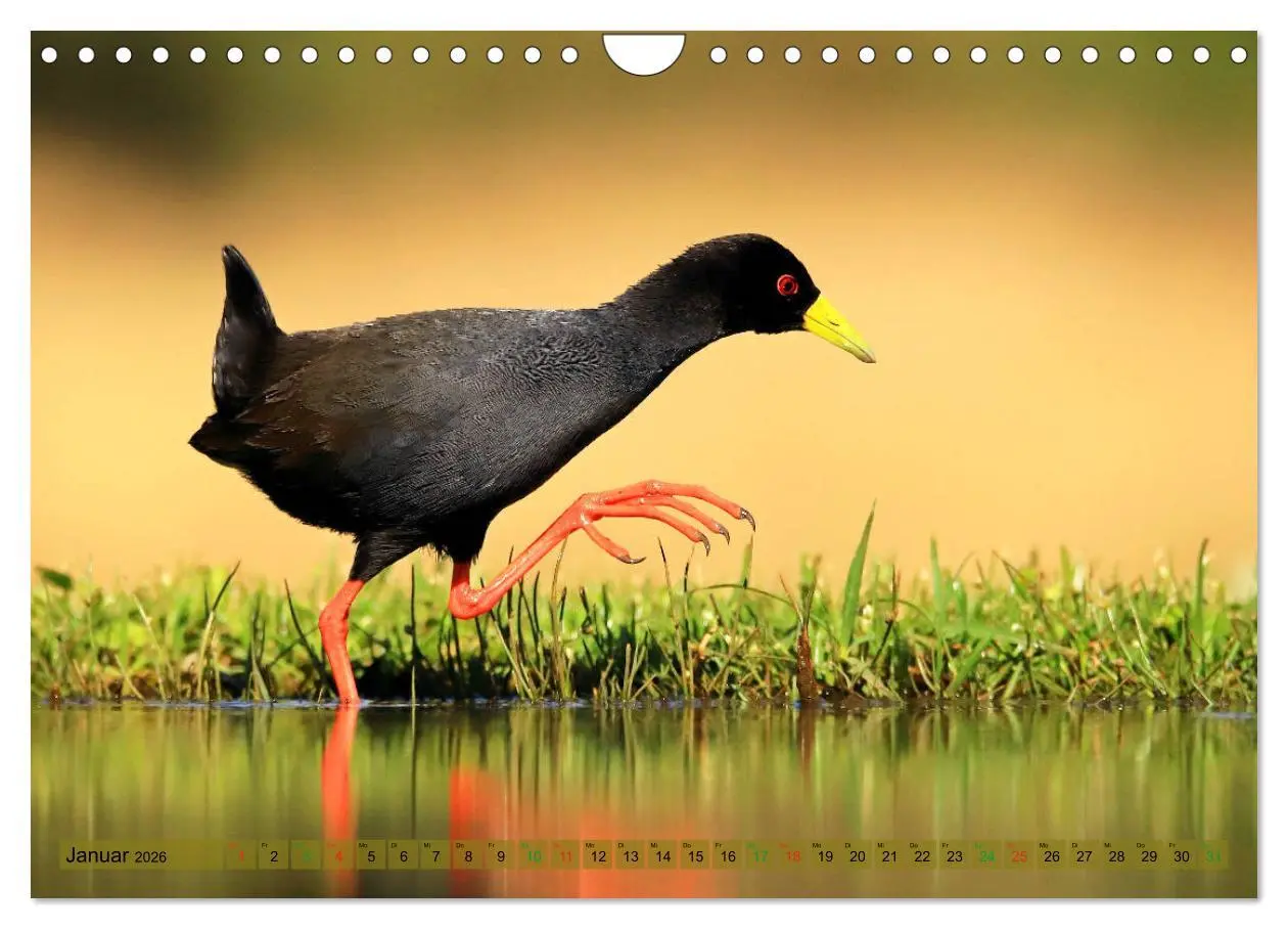 Bild: 9783516129694 | Vögel in Afrika - Magie der Farben (Wandkalender 2026 DIN A4 quer),...