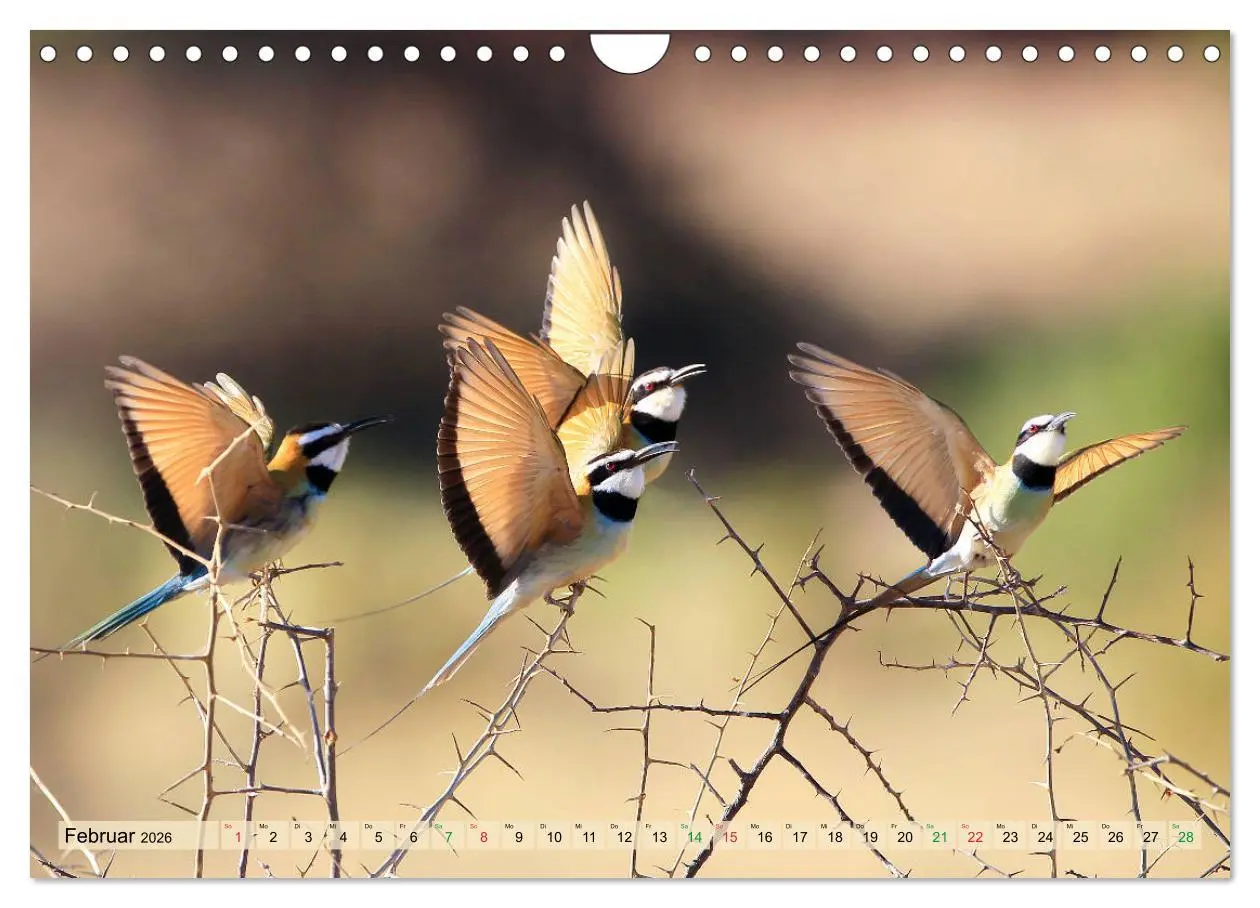 Bild: 9783516129694 | Vögel in Afrika - Magie der Farben (Wandkalender 2026 DIN A4 quer),...