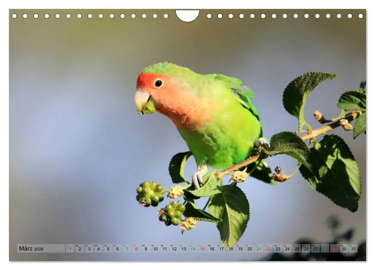 Bild: 9783516129694 | Vögel in Afrika - Magie der Farben (Wandkalender 2026 DIN A4 quer),...