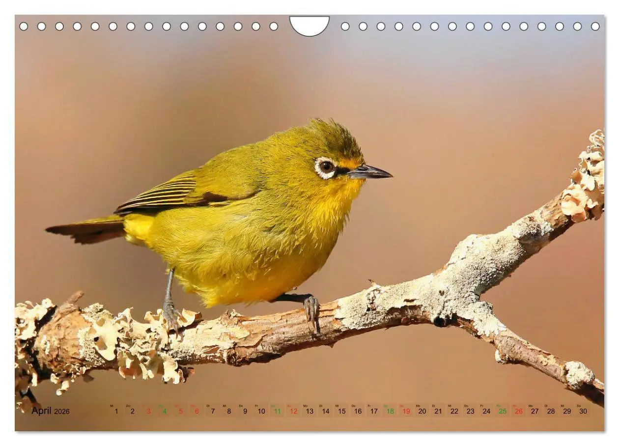Bild: 9783516129694 | Vögel in Afrika - Magie der Farben (Wandkalender 2026 DIN A4 quer),...