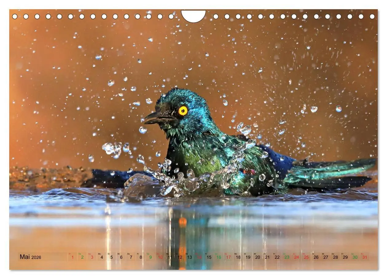 Bild: 9783516129694 | Vögel in Afrika - Magie der Farben (Wandkalender 2026 DIN A4 quer),...