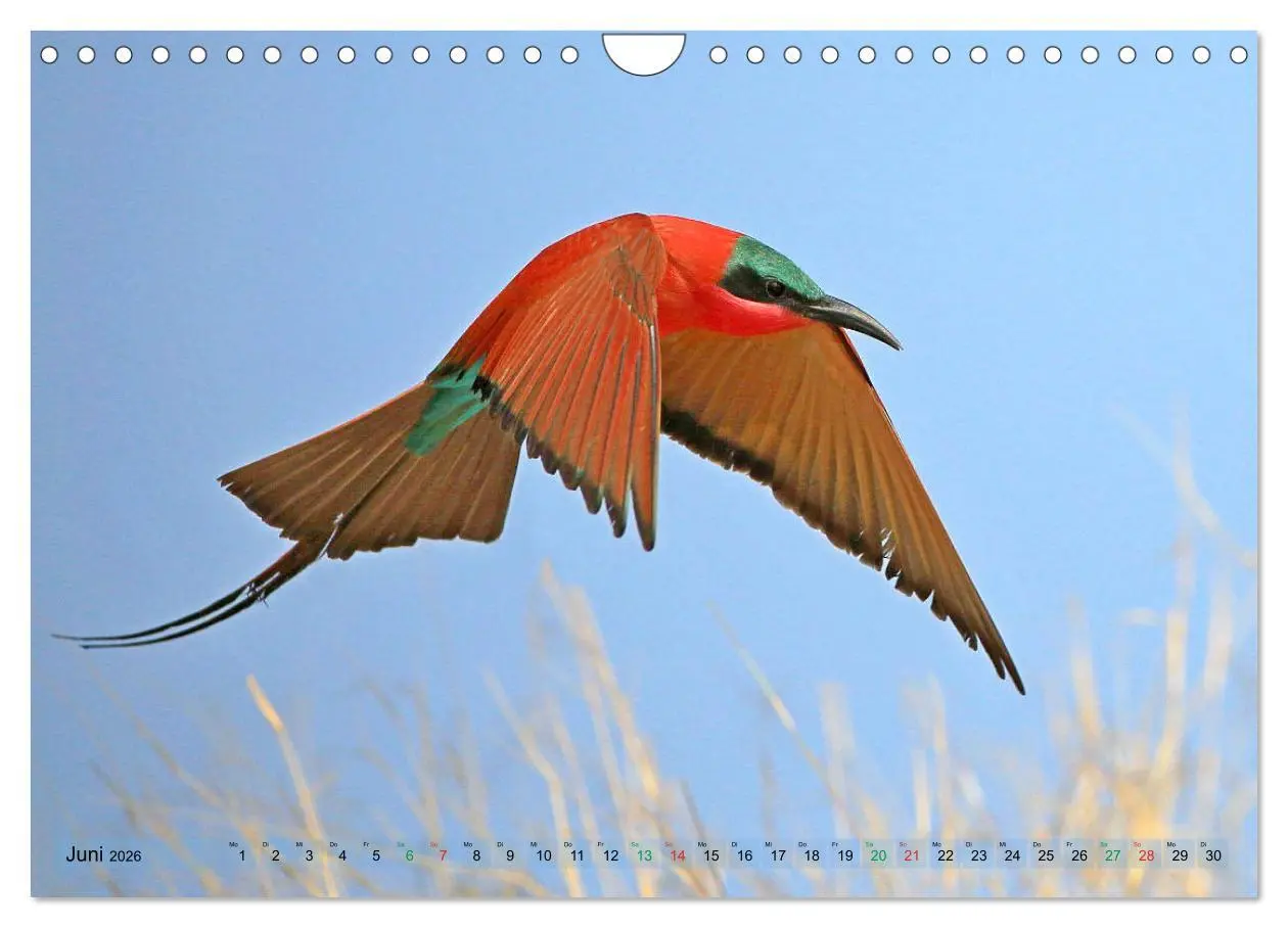 Bild: 9783516129694 | Vögel in Afrika - Magie der Farben (Wandkalender 2026 DIN A4 quer),...