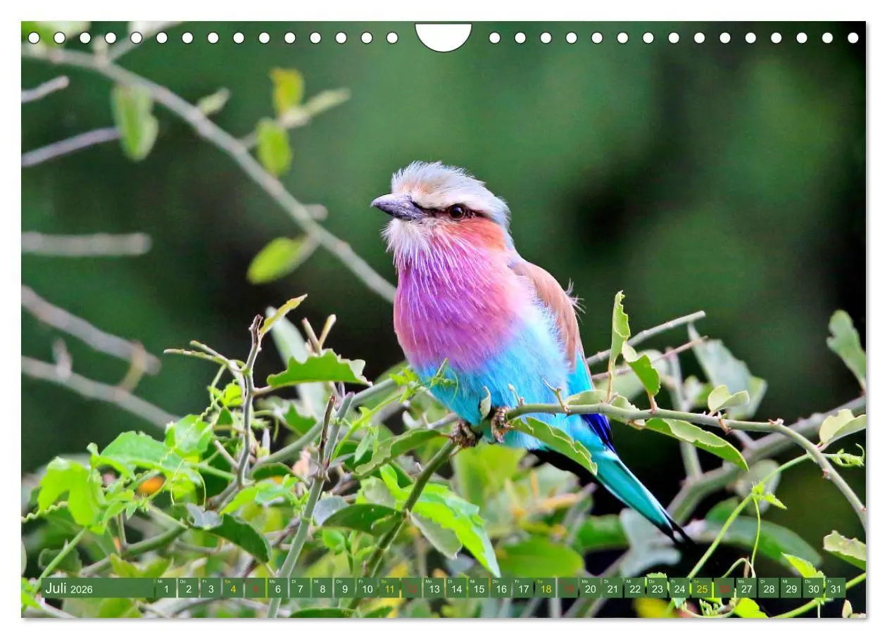 Bild: 9783516129694 | Vögel in Afrika - Magie der Farben (Wandkalender 2026 DIN A4 quer),...
