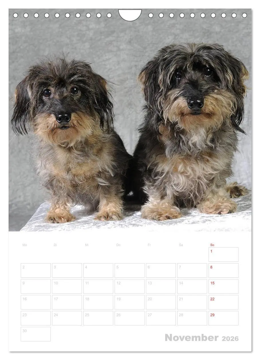 Bild: 9783516429794 | Der Dackel - mein kleiner Freund (Wandkalender 2026 DIN A4 hoch),...