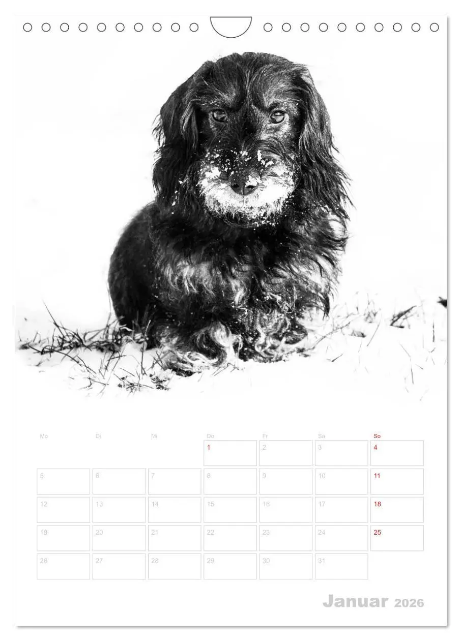 Bild: 9783516429794 | Der Dackel - mein kleiner Freund (Wandkalender 2026 DIN A4 hoch),...