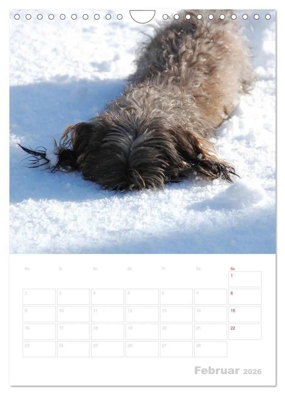 Bild: 9783516429794 | Der Dackel - mein kleiner Freund (Wandkalender 2026 DIN A4 hoch),...
