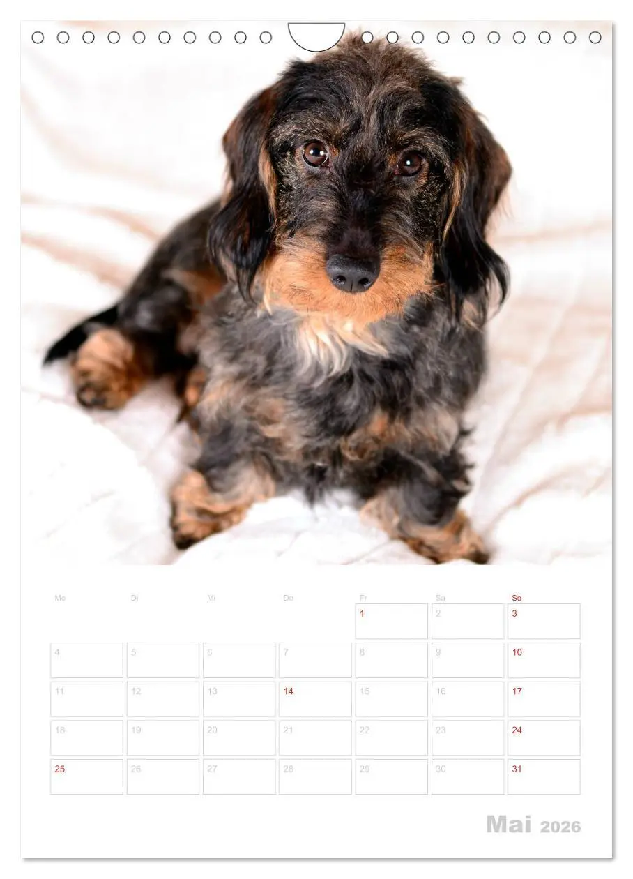 Bild: 9783516429794 | Der Dackel - mein kleiner Freund (Wandkalender 2026 DIN A4 hoch),...