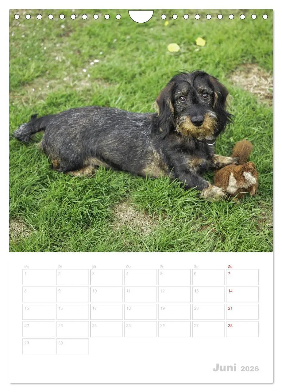 Bild: 9783516429794 | Der Dackel - mein kleiner Freund (Wandkalender 2026 DIN A4 hoch),...