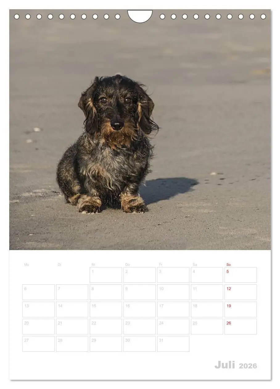 Bild: 9783516429794 | Der Dackel - mein kleiner Freund (Wandkalender 2026 DIN A4 hoch),...