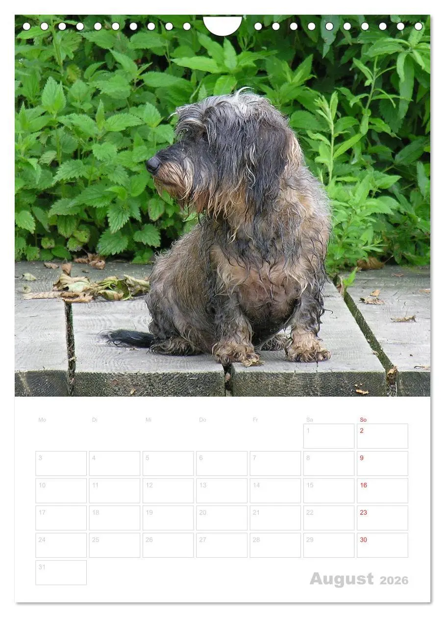 Bild: 9783516429794 | Der Dackel - mein kleiner Freund (Wandkalender 2026 DIN A4 hoch),...
