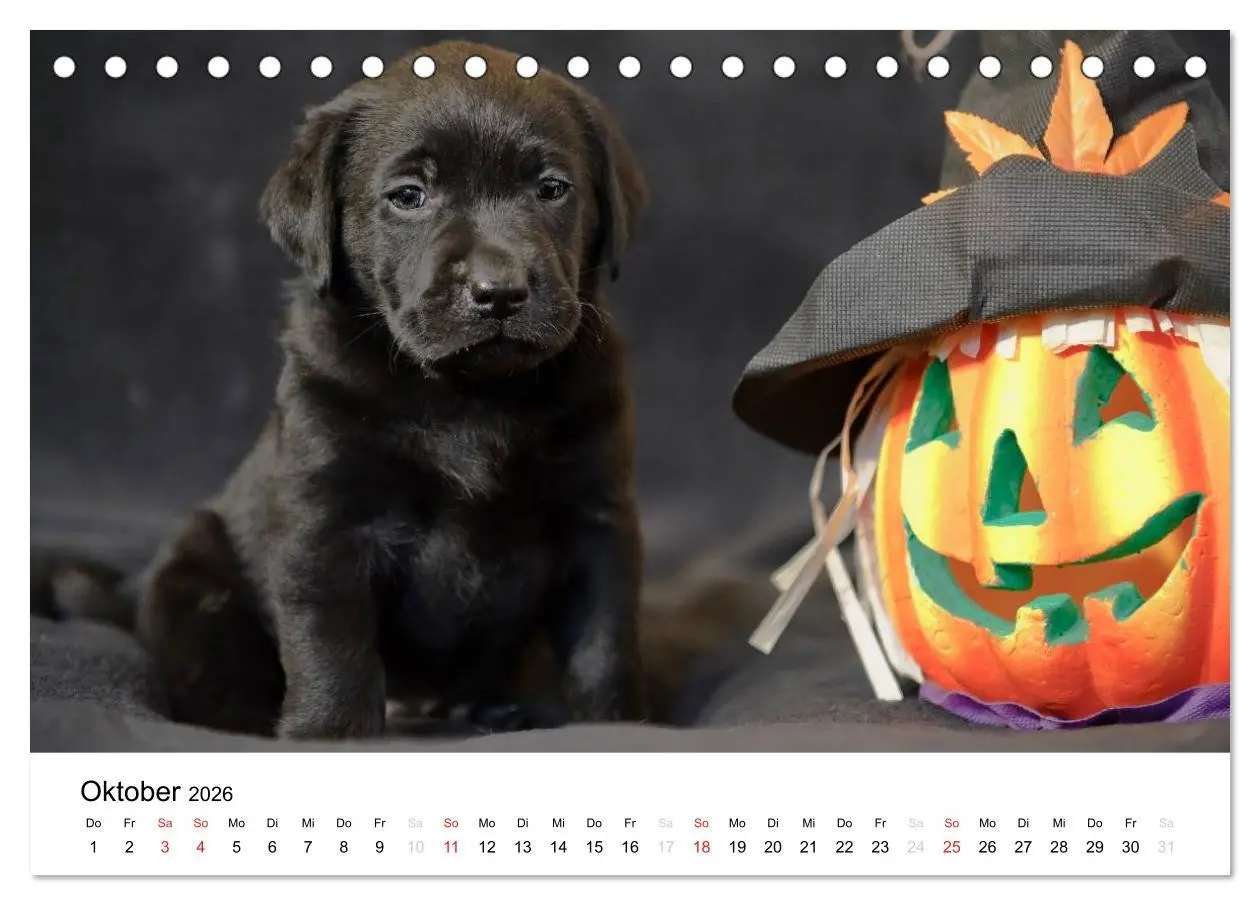 Bild: 9783516109894 | Labrador Welpen (Tischkalender 2026 DIN A5 quer), CALVENDO...
