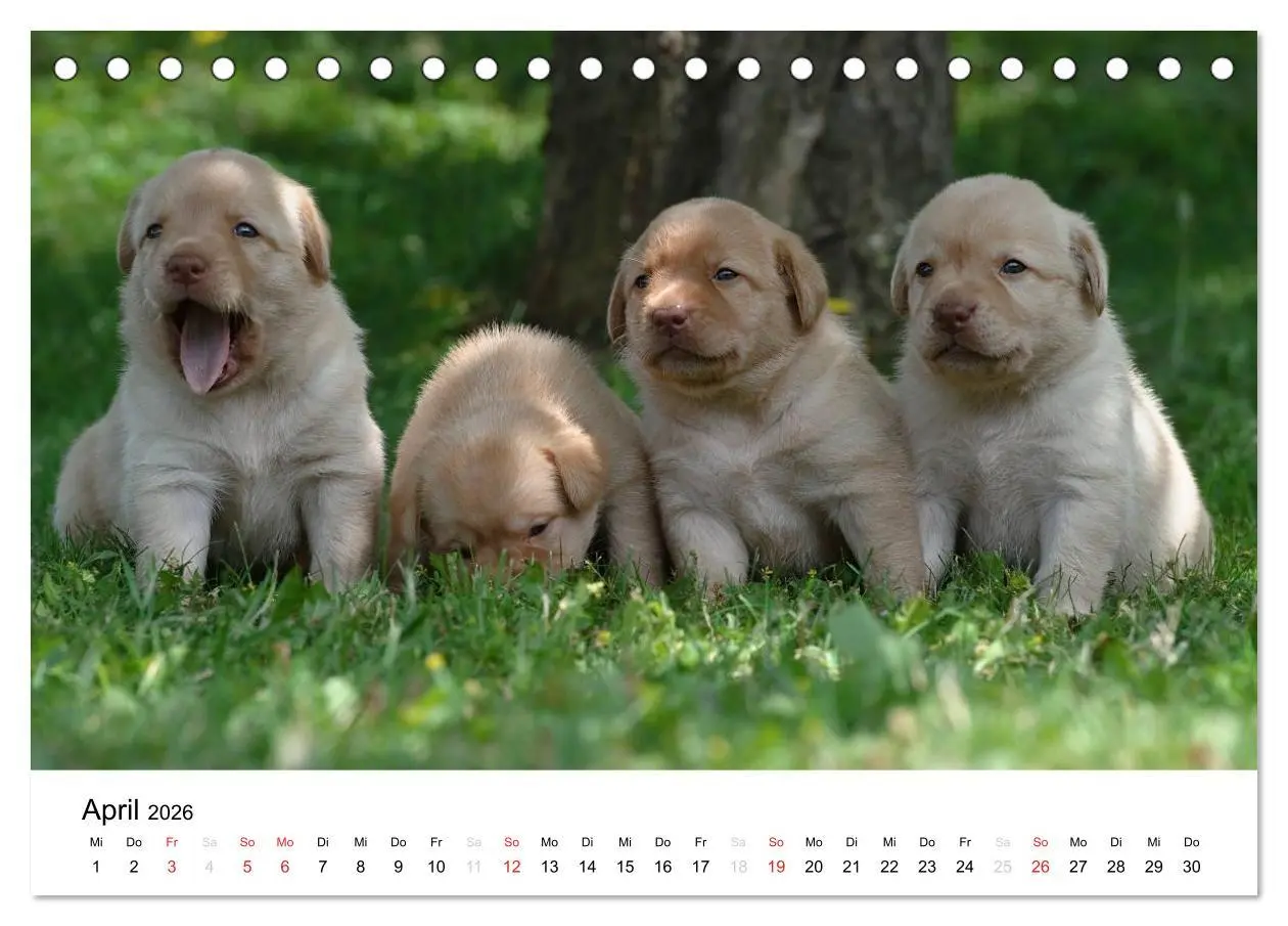 Bild: 9783516109894 | Labrador Welpen (Tischkalender 2026 DIN A5 quer), CALVENDO...