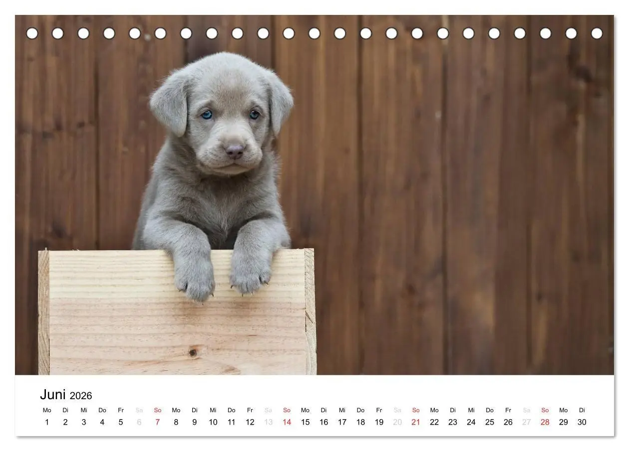 Bild: 9783516109894 | Labrador Welpen (Tischkalender 2026 DIN A5 quer), CALVENDO...