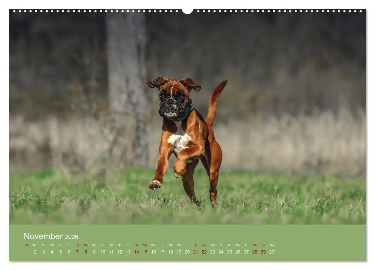 Bild: 9783457489994 | Fantastische Boxer - Sieger der Herzen (hochwertiger Premium...