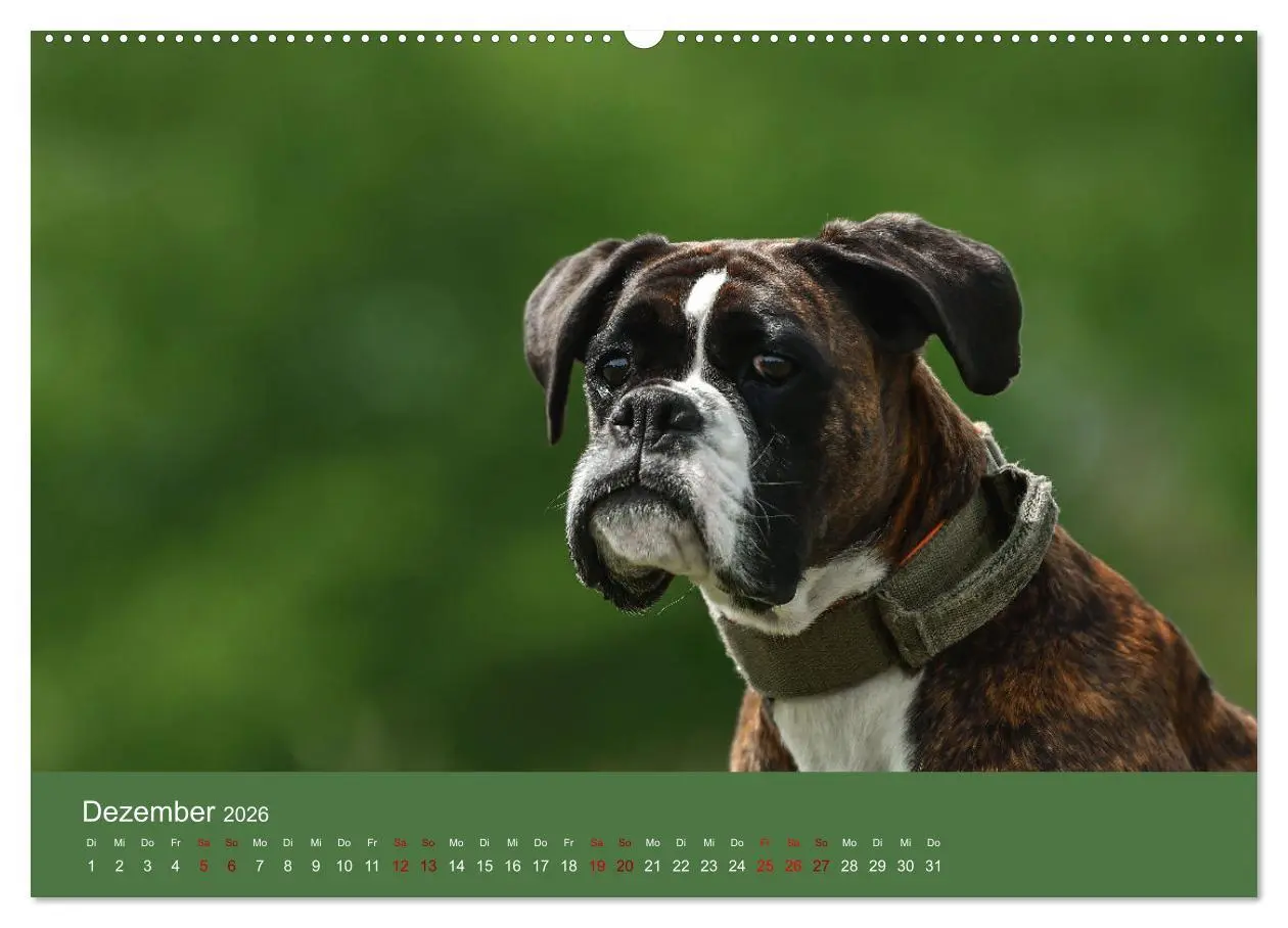 Bild: 9783457489994 | Fantastische Boxer - Sieger der Herzen (hochwertiger Premium...