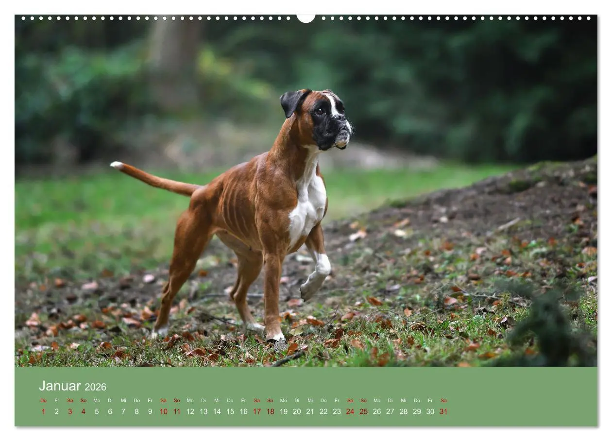 Bild: 9783457489994 | Fantastische Boxer - Sieger der Herzen (hochwertiger Premium...