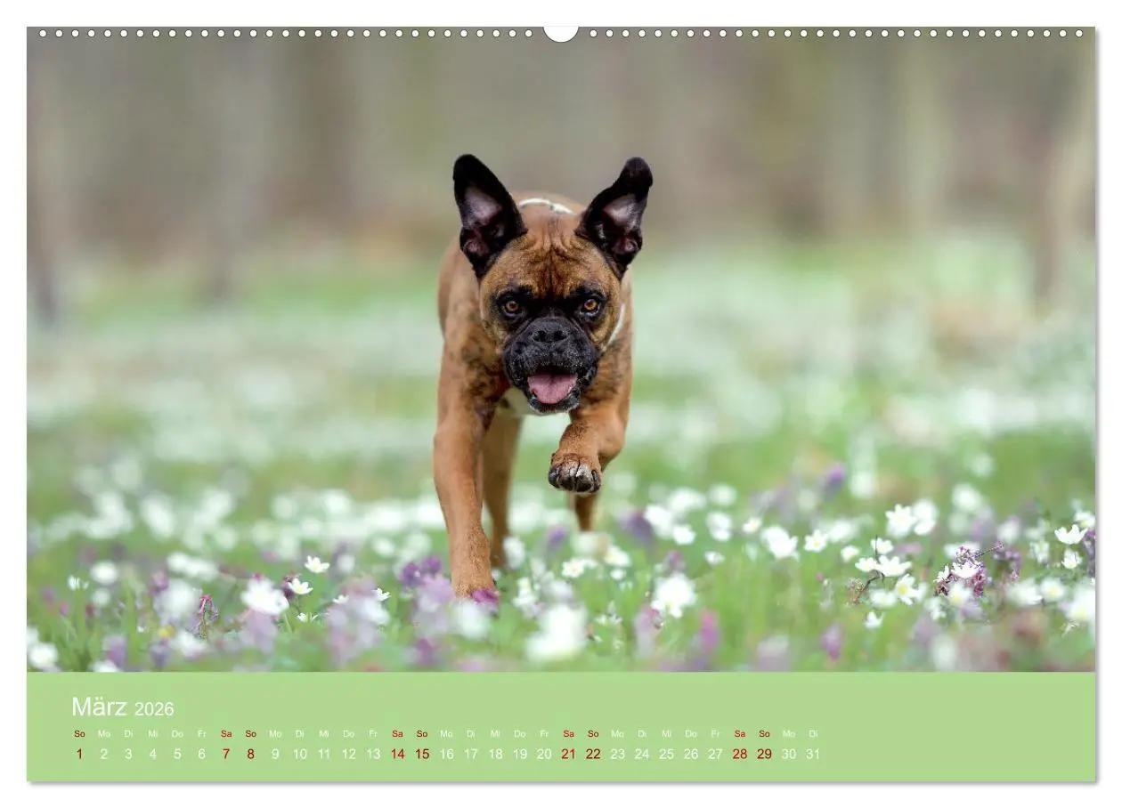 Bild: 9783457489994 | Fantastische Boxer - Sieger der Herzen (hochwertiger Premium...