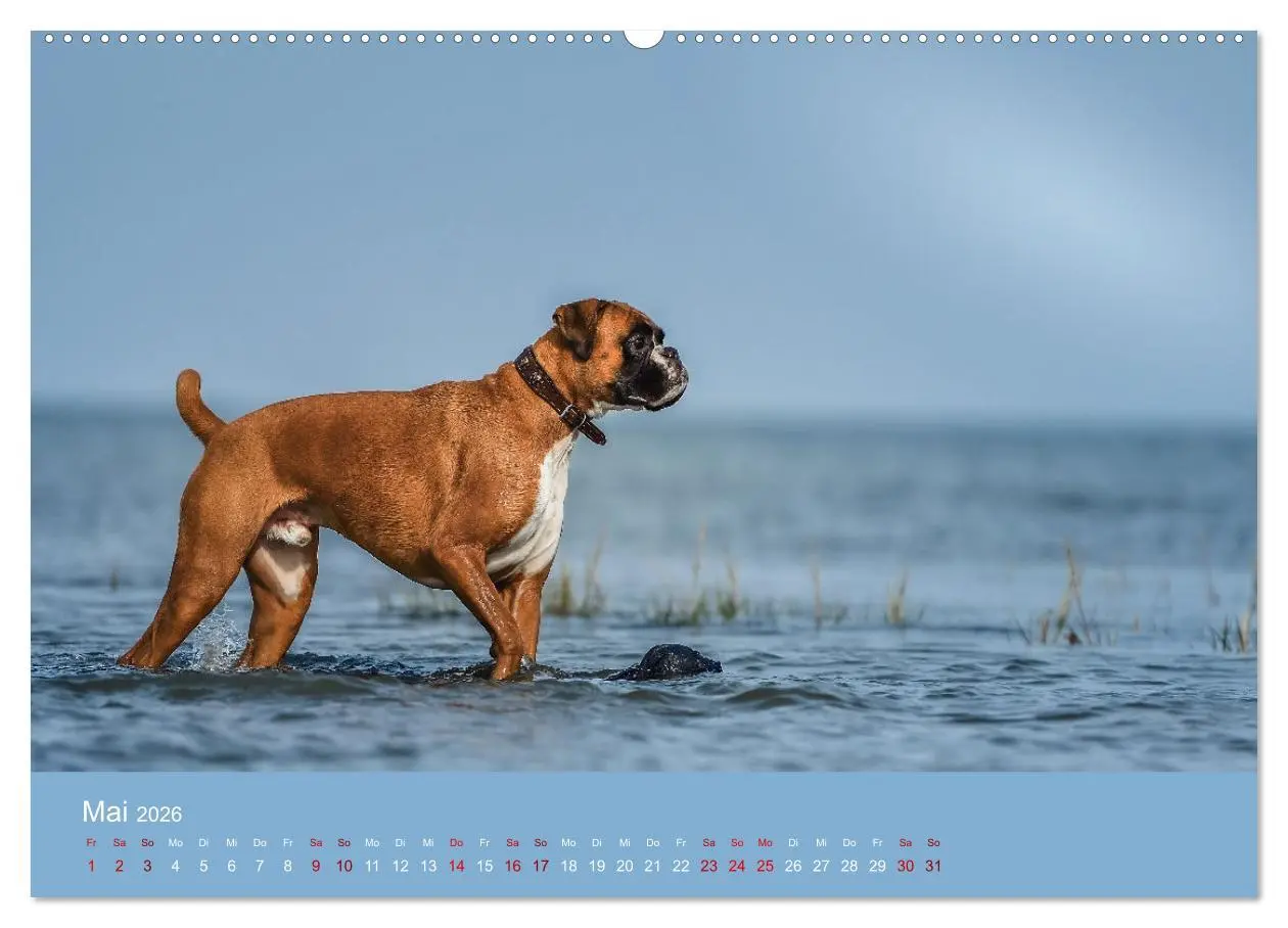 Bild: 9783457489994 | Fantastische Boxer - Sieger der Herzen (hochwertiger Premium...