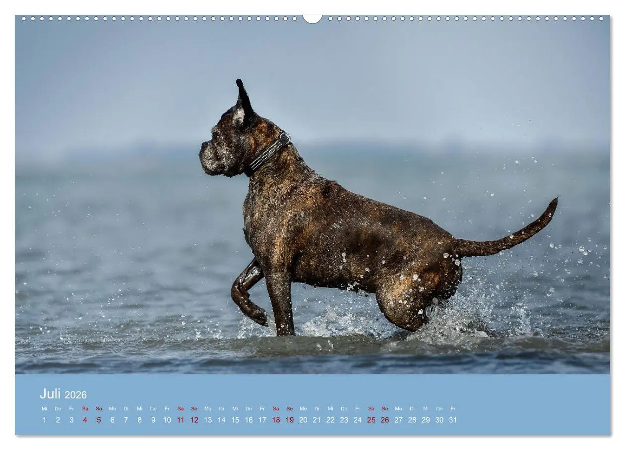 Bild: 9783457489994 | Fantastische Boxer - Sieger der Herzen (hochwertiger Premium...