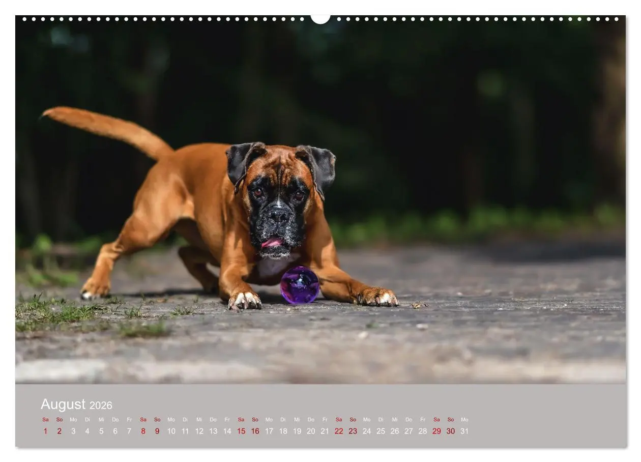 Bild: 9783457489994 | Fantastische Boxer - Sieger der Herzen (hochwertiger Premium...