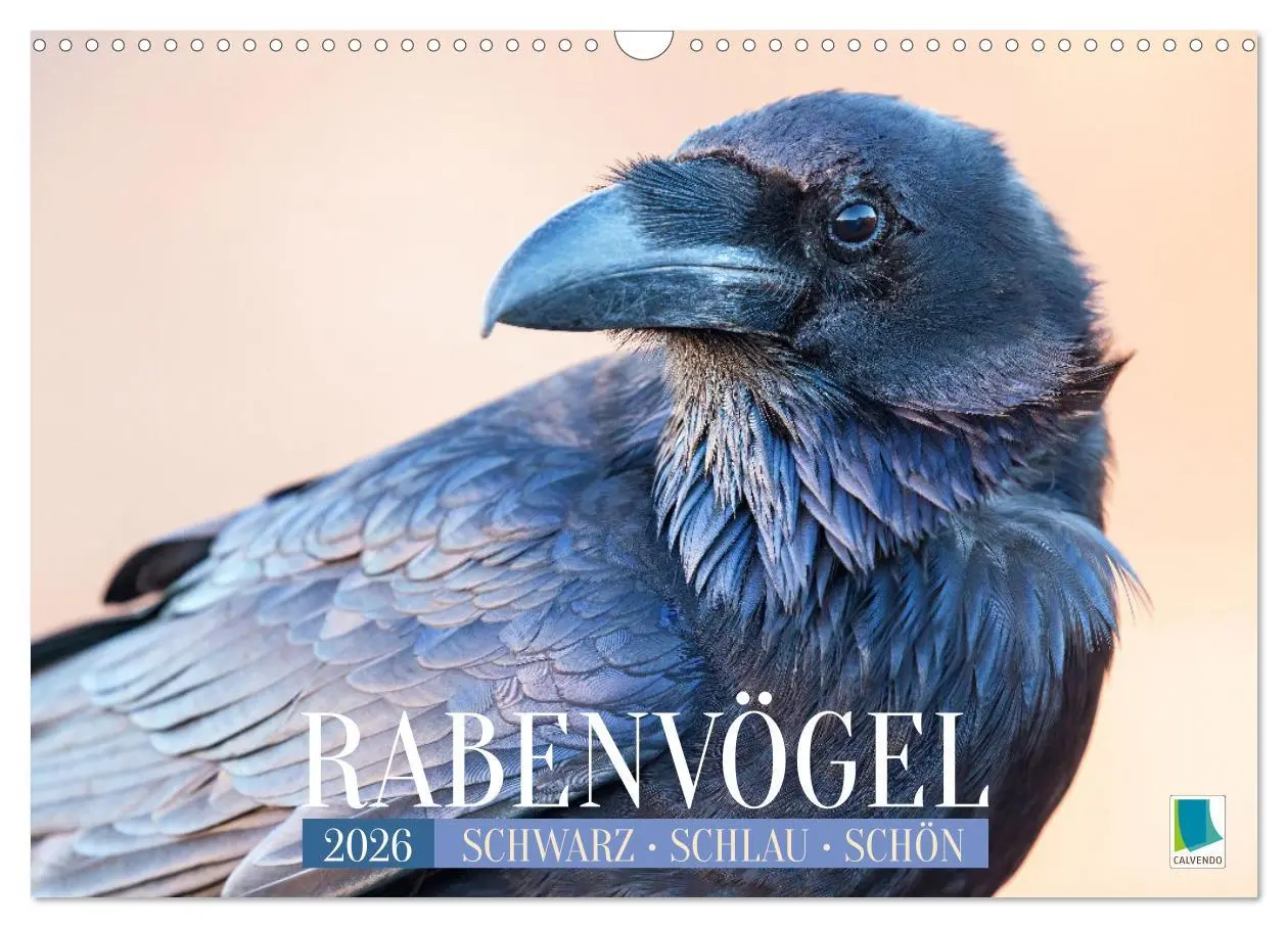 Cover: 9783457290095 | Rabenvögel: Schwarz, schlau, schön (Wandkalender 2026 DIN A3 quer),...