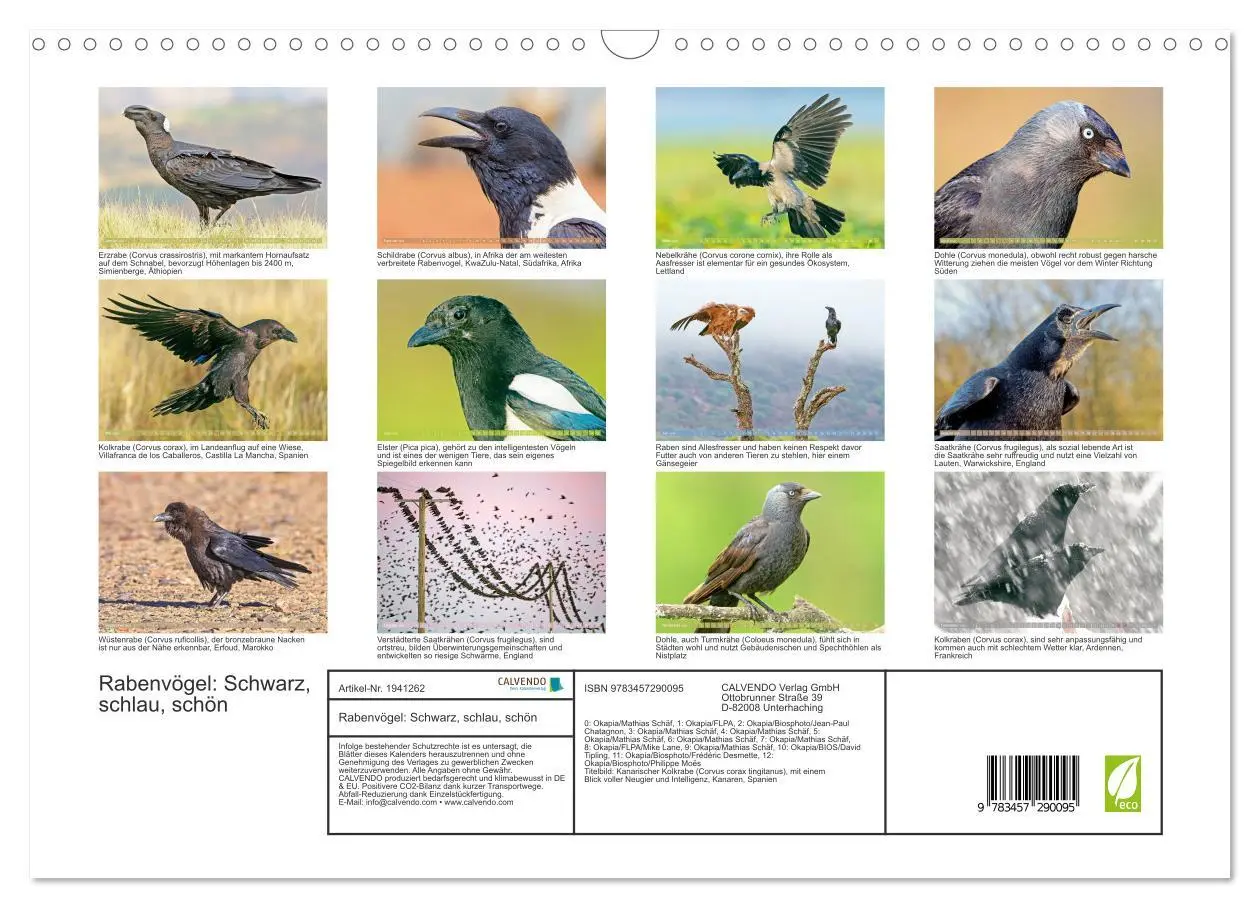 Bild: 9783457290095 | Rabenvögel: Schwarz, schlau, schön (Wandkalender 2026 DIN A3 quer),...