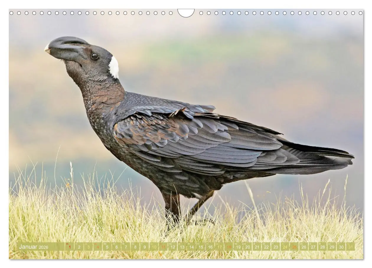 Bild: 9783457290095 | Rabenvögel: Schwarz, schlau, schön (Wandkalender 2026 DIN A3 quer),...