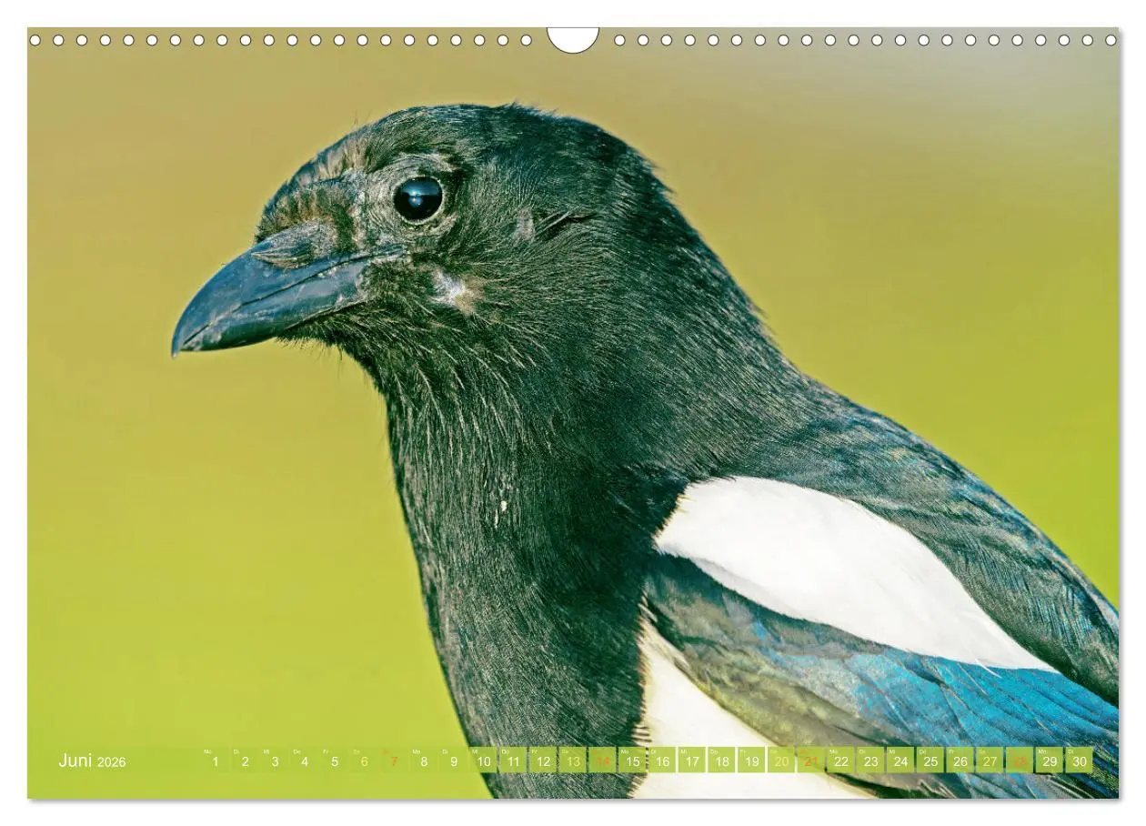Bild: 9783457290095 | Rabenvögel: Schwarz, schlau, schön (Wandkalender 2026 DIN A3 quer),...
