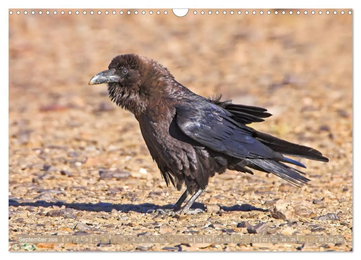Bild: 9783457290095 | Rabenvögel: Schwarz, schlau, schön (Wandkalender 2026 DIN A3 quer),...