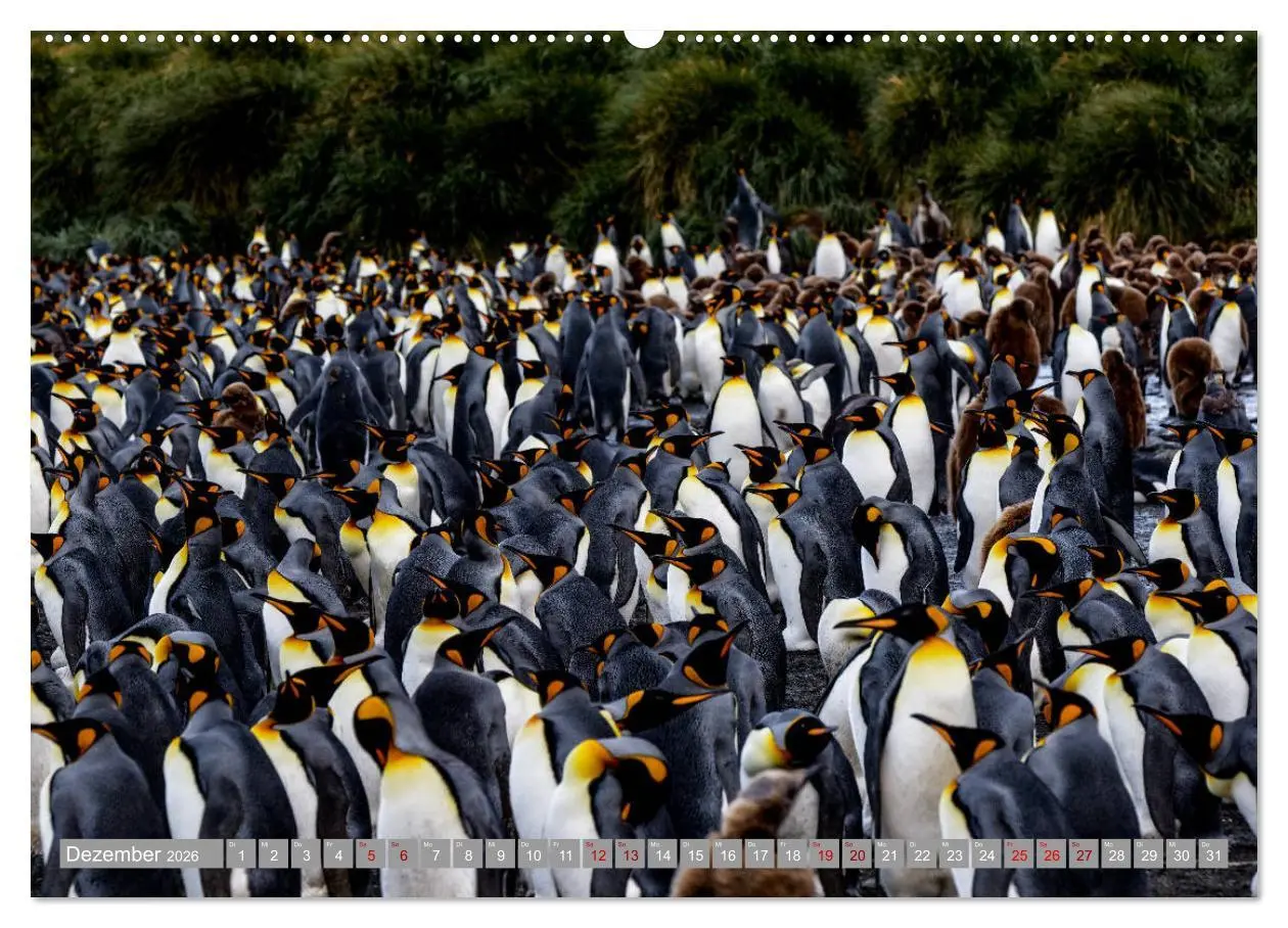 Bild: 9783457810095 | Einfach liebenswert diese Pinguine (Wandkalender 2026 DIN A2 quer),...
