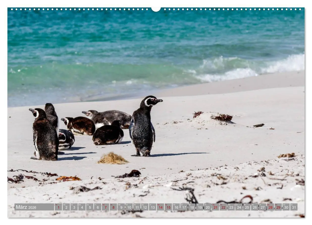 Bild: 9783457810095 | Einfach liebenswert diese Pinguine (Wandkalender 2026 DIN A2 quer),...