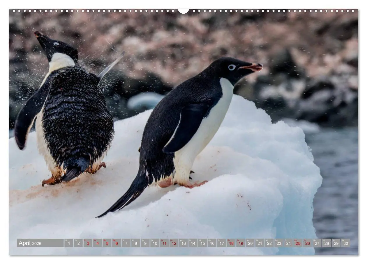 Bild: 9783457810095 | Einfach liebenswert diese Pinguine (Wandkalender 2026 DIN A2 quer),...