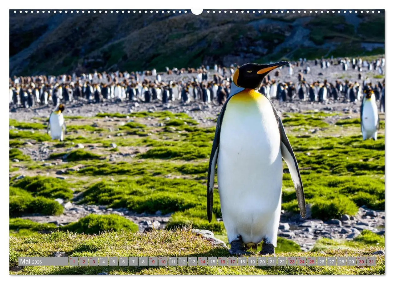 Bild: 9783457810095 | Einfach liebenswert diese Pinguine (Wandkalender 2026 DIN A2 quer),...