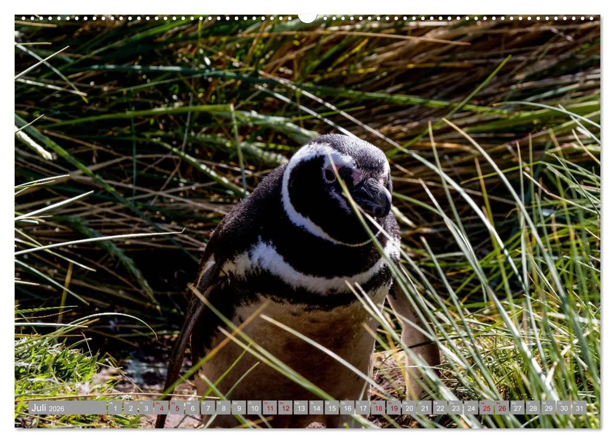 Bild: 9783457810095 | Einfach liebenswert diese Pinguine (Wandkalender 2026 DIN A2 quer),...