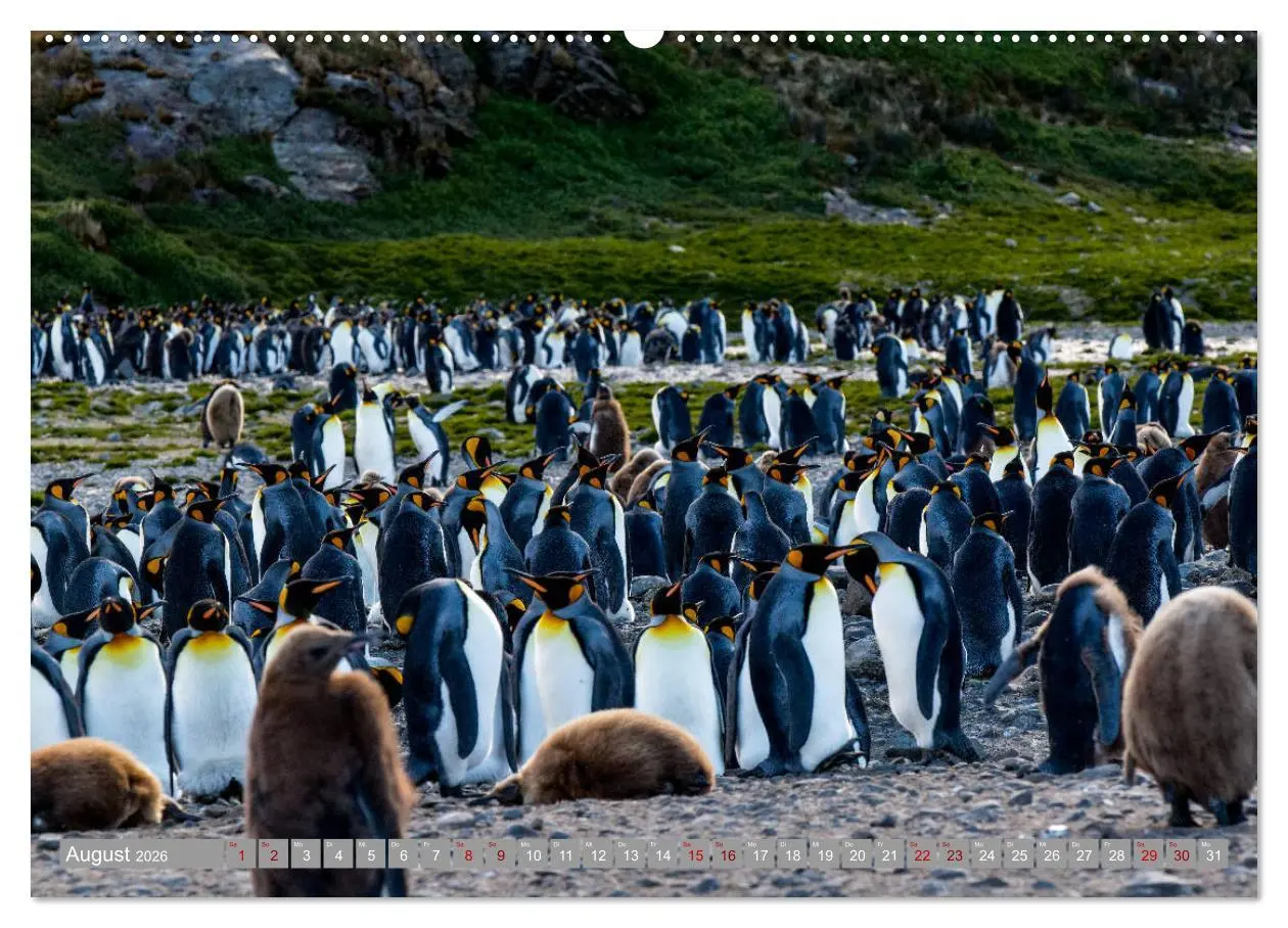 Bild: 9783457810095 | Einfach liebenswert diese Pinguine (Wandkalender 2026 DIN A2 quer),...