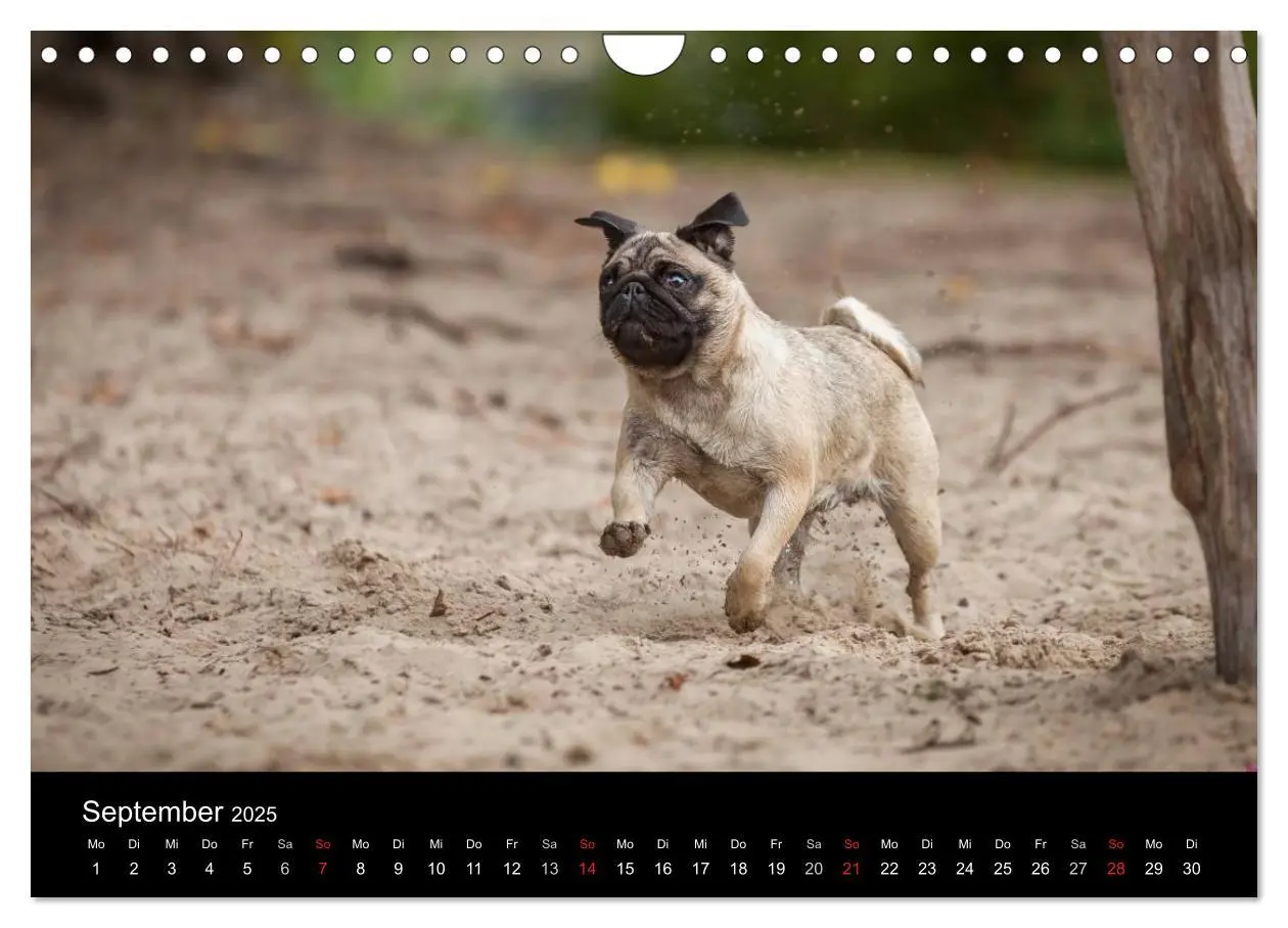 Bild: 9783435570195 | Vermopst durchs Jahr (Wandkalender 2025 DIN A4 quer), CALVENDO...