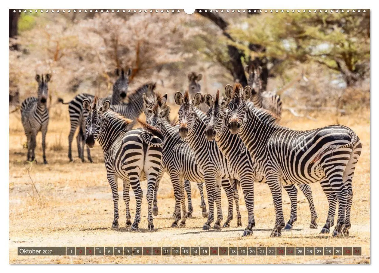 Bild: 9783569840195 | Safari in Tansania (Wandkalender 2027 DIN A2 quer), CALVENDO...