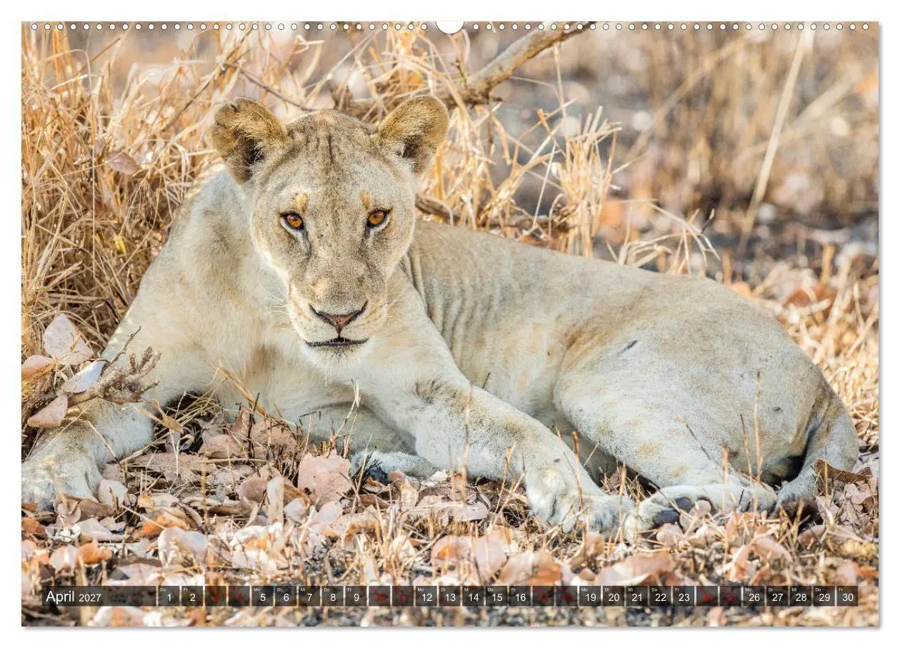Bild: 9783569840195 | Safari in Tansania (Wandkalender 2027 DIN A2 quer), CALVENDO...