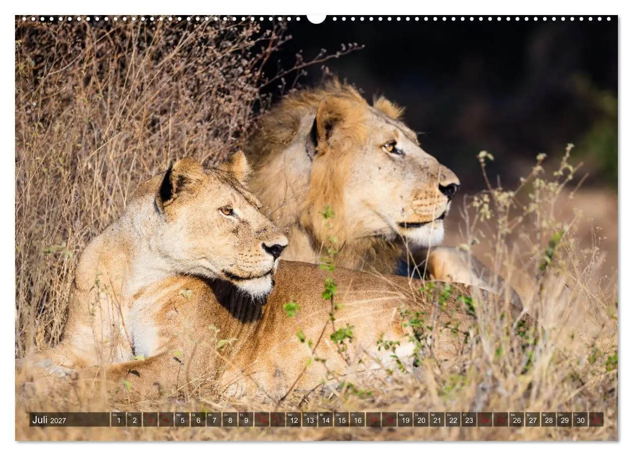 Bild: 9783569840195 | Safari in Tansania (Wandkalender 2027 DIN A2 quer), CALVENDO...